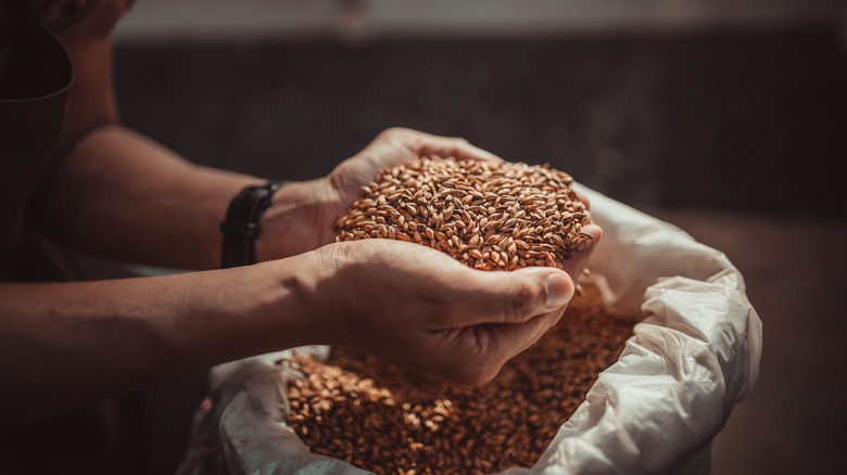 Close brewer's hands with barley