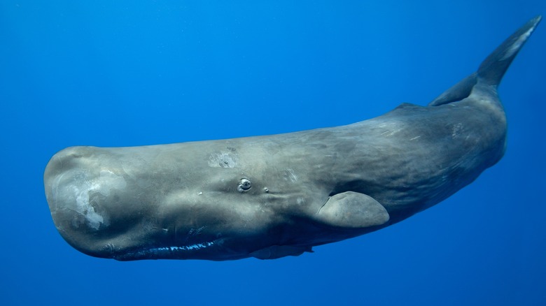 Sperm whale in the ocean