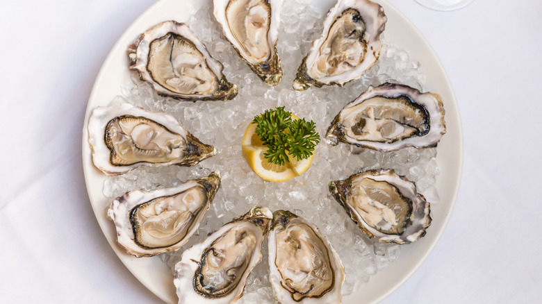 plate of oysters on ice