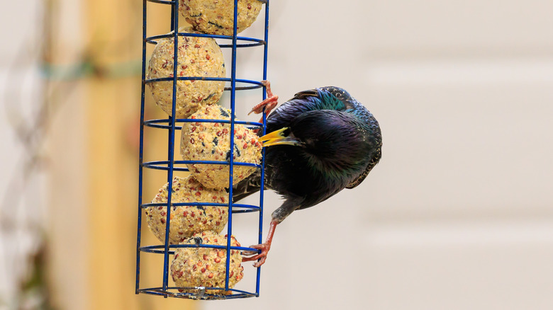Bird eating birdseed ball