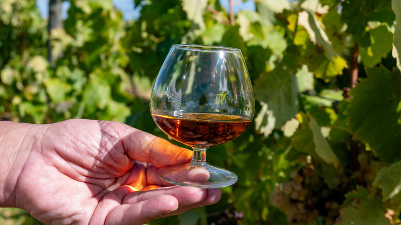 Person holding glass of Cognac in vineyard of Cognac region of France