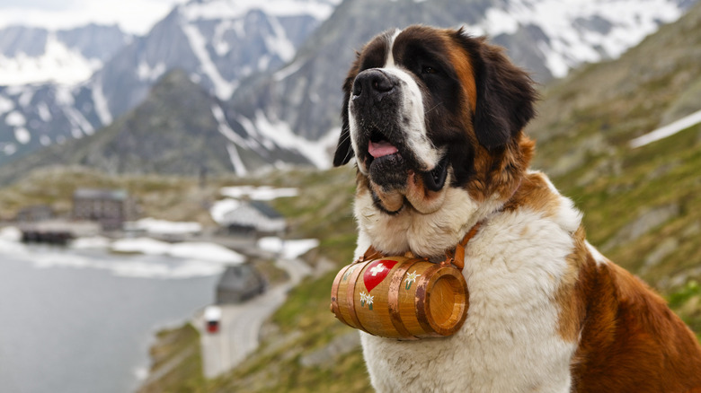 St. Bernard in the Alps with barrel on its collar