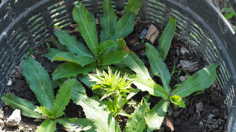 Fresh culantro in pot