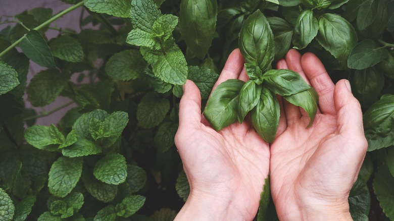 mint leaves cupped in hands