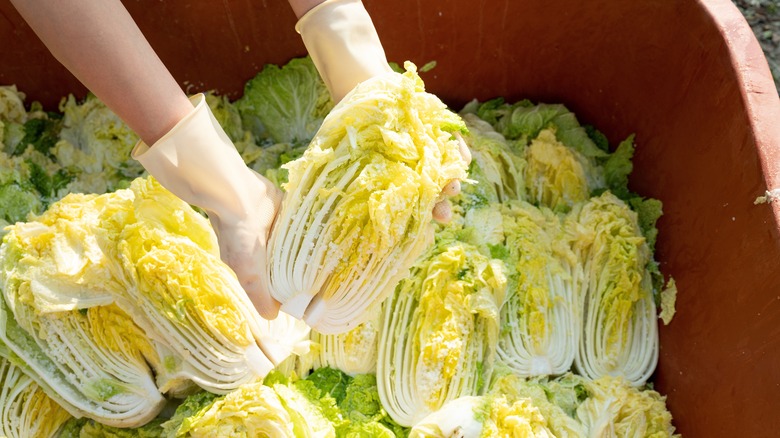 Woman rubbing salt into cabbage for kimchi