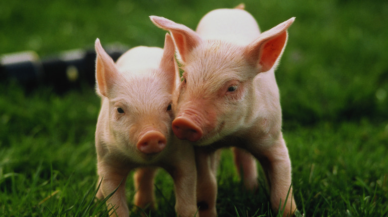 two baby pigs in grass