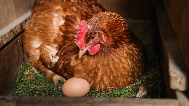 Hen sitting on an egg