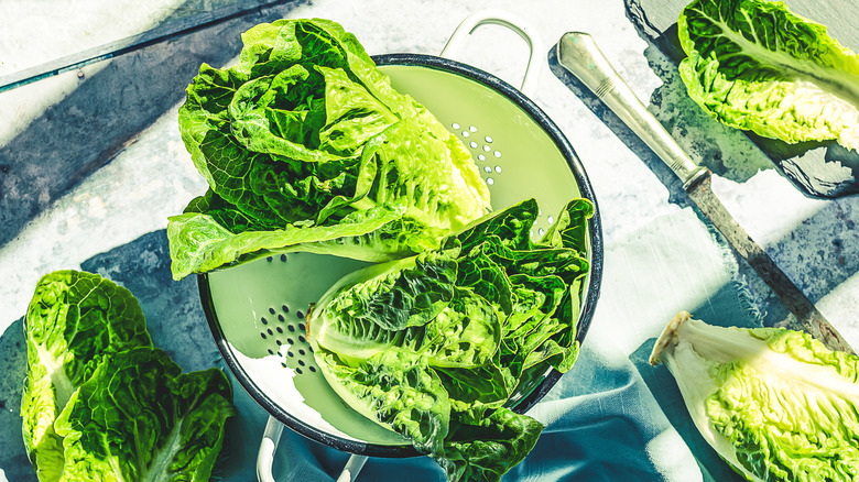 Romaine lettuce in a colander