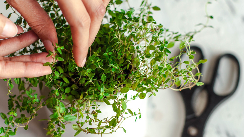 A woman cutting pieces of fresh thyme from a pot on a white countertop