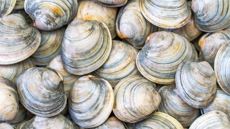 A bunch of fresh littleneck clams in their shells