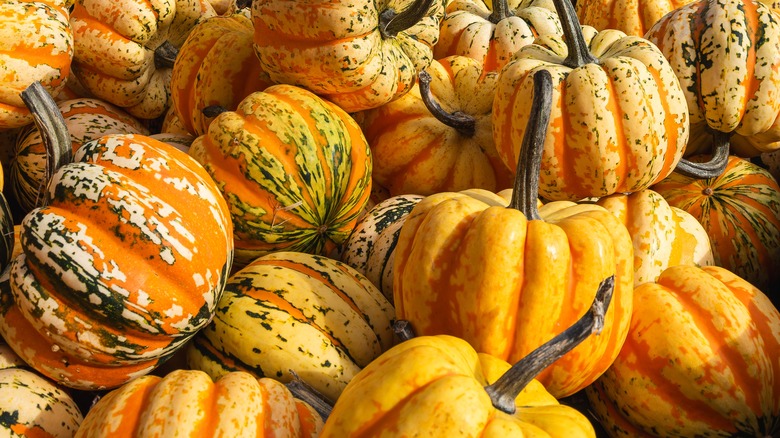 variegated sweet dumpling squash in piles