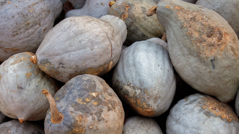 pile of hubbard squash