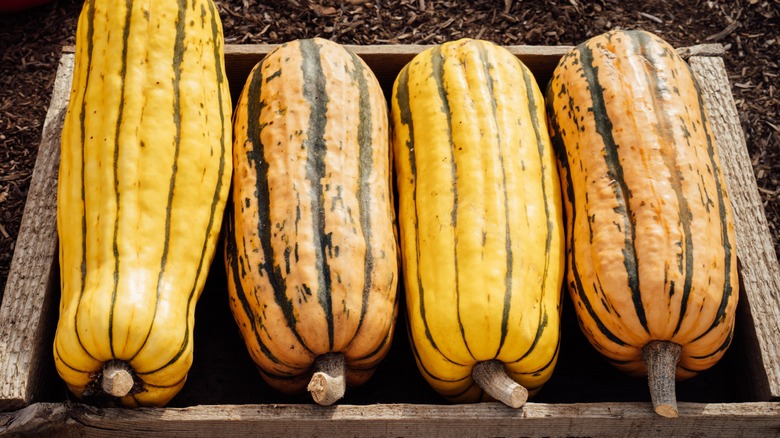 delicata squash arranged in a row