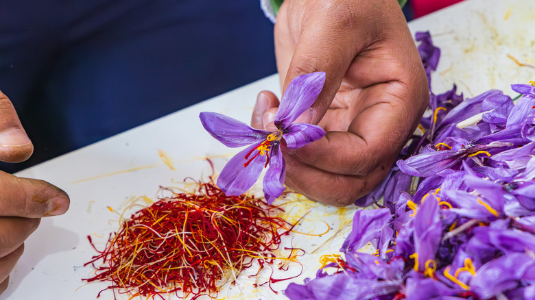 person holding crocus sativus plant next to pile of saffron