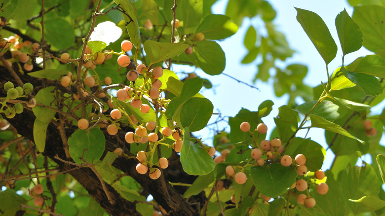 yellow cummingcordia growing on tree