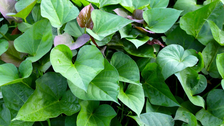 sweet potato leaves on stems