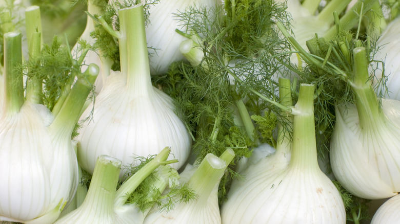 fennel bulbs and sliced stalks and fronds