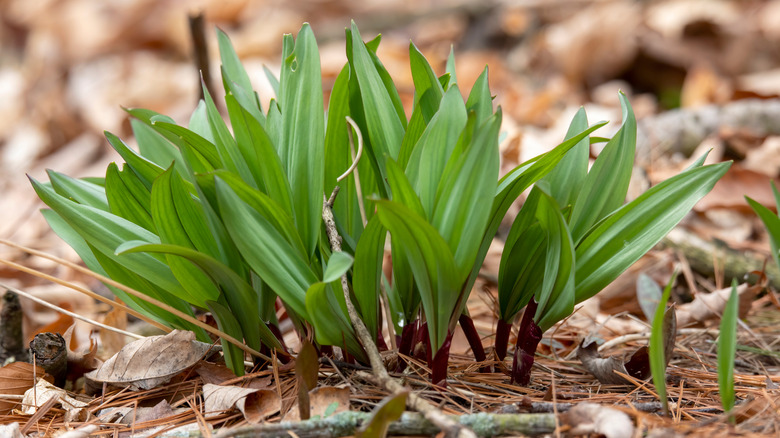 wild ramp plants in ground