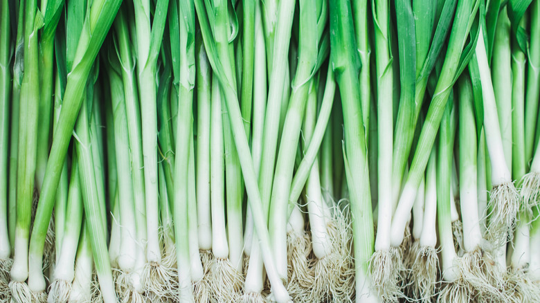 fresh picked green onions scallions