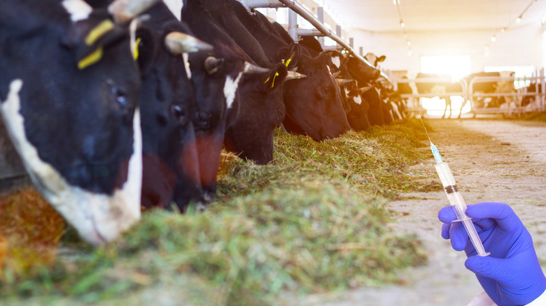 Person holding syringe in front of cows in pens