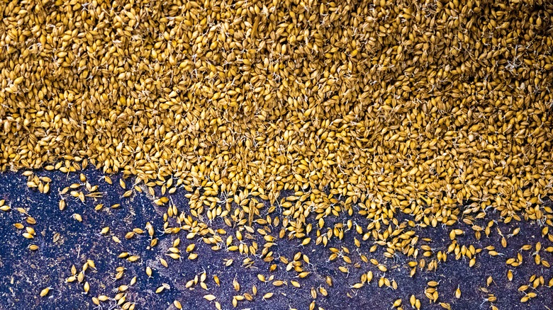 Malted barley on a blue surface