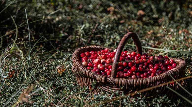 cranberries in wicker basket sitting on ground