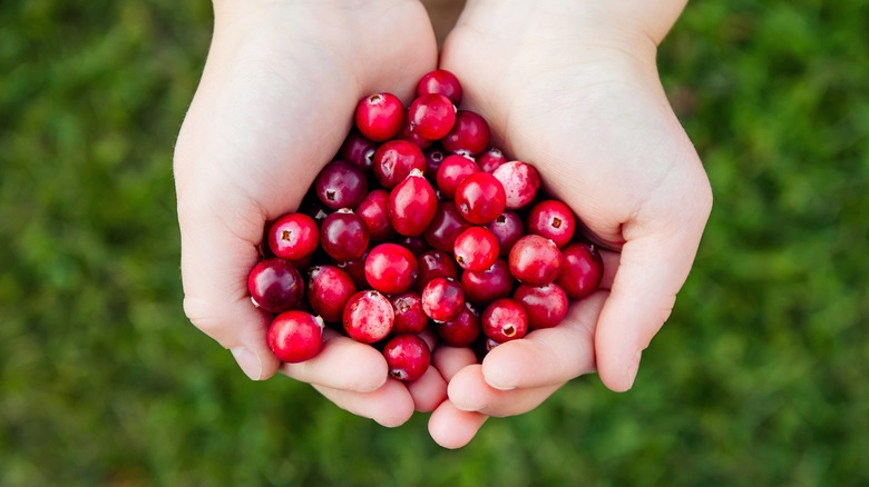 hands holding pile of fresh cranberries