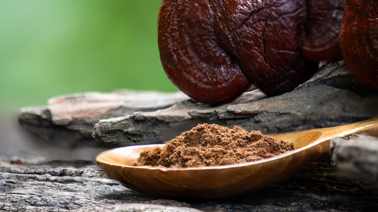 Mushroom powder in wooden spoon