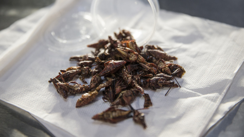 A small pile of fried grasshoppers on a napkin in front of an open plastic container at a Mariners game