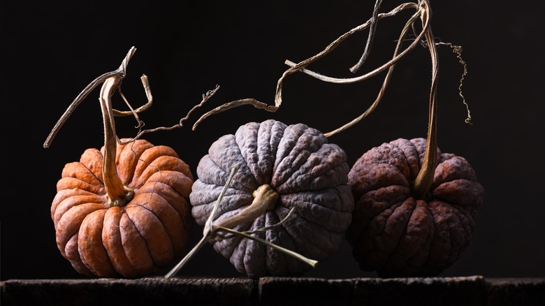 Black Futsu pumpkins on a black background