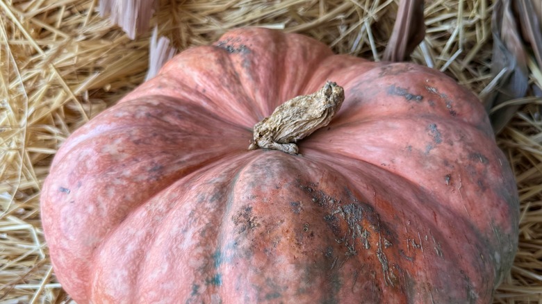 Fairytale pumpkin on a bed of straw