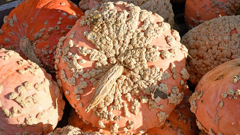 Galeux d'Eysines pumpkins in an outdoor display