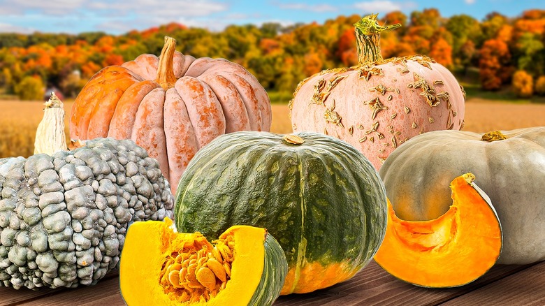 Assortment of pumpkins against autumn foliage