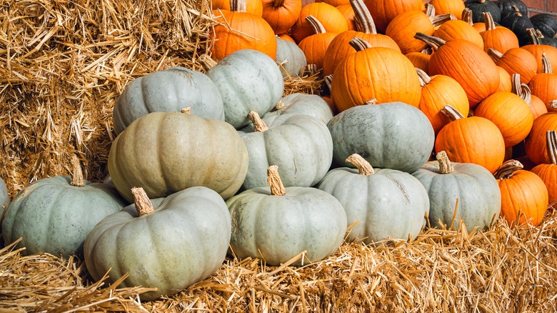 Pile of Jarrahdale pumpkins on a haystack