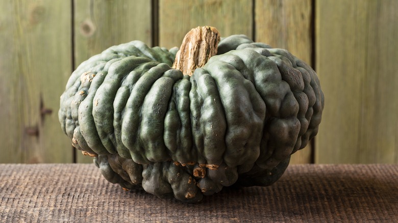 Marina di Chioggia pumpkin on a tablecloth