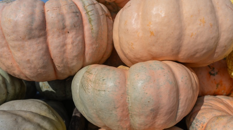 Closeup of Porcelain Doll pumpkins