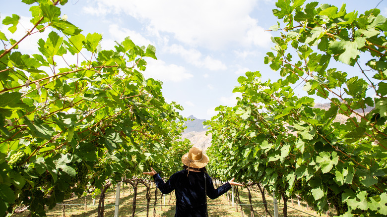 Woman in a vineyard