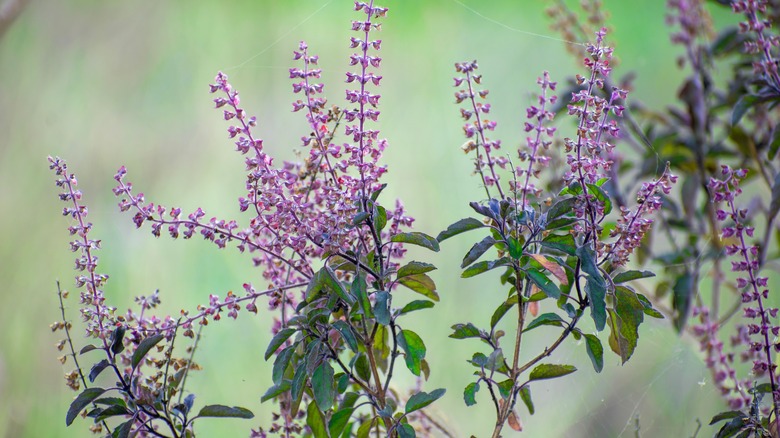 Holy basil plants