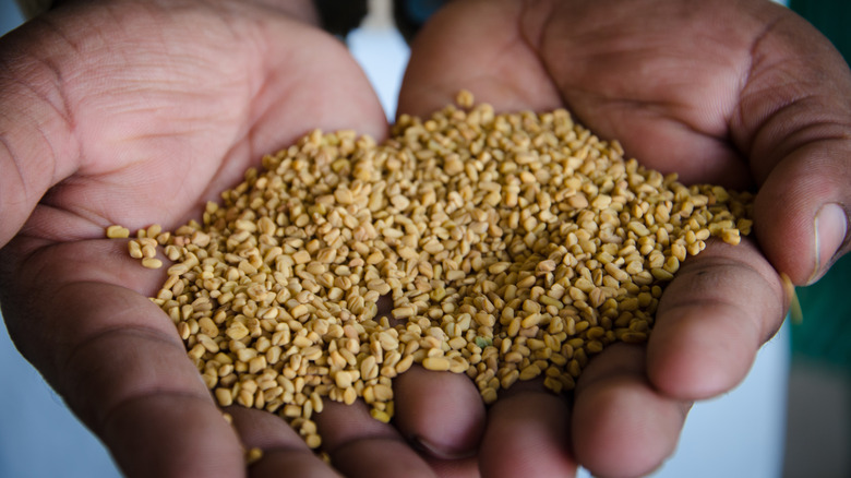 Hands holding fenugreek