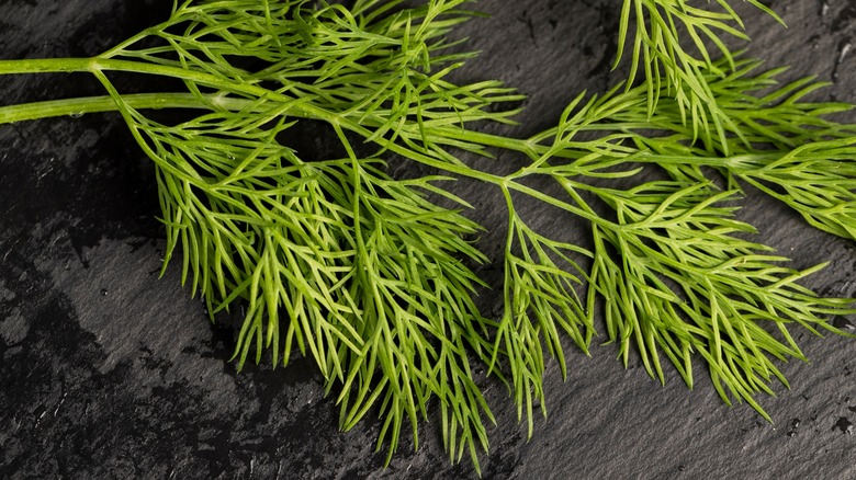 Dill leaves on dark stone