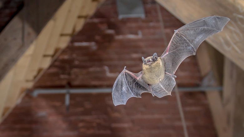 Bat flying at night