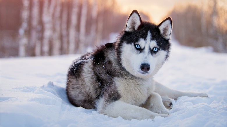 Siberian husky in the snow