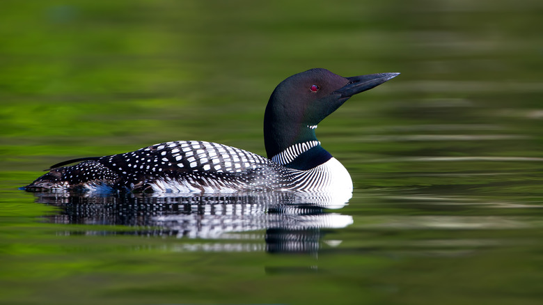 Loon in the water