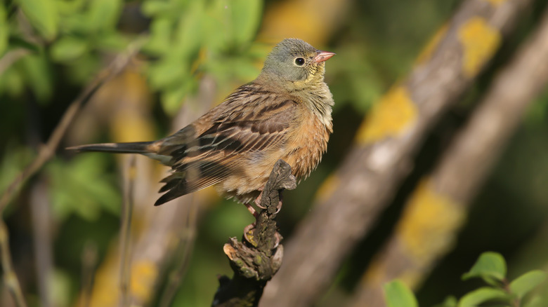 Ortolan bird in a tree