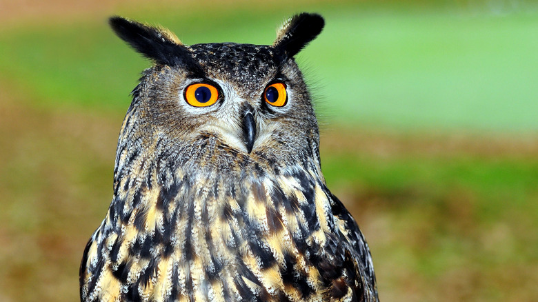 Close-up shot of an owl