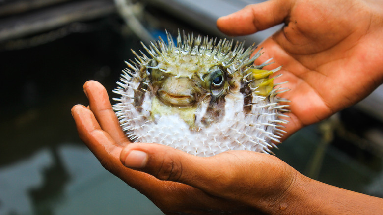 Hands holding a puffer fish