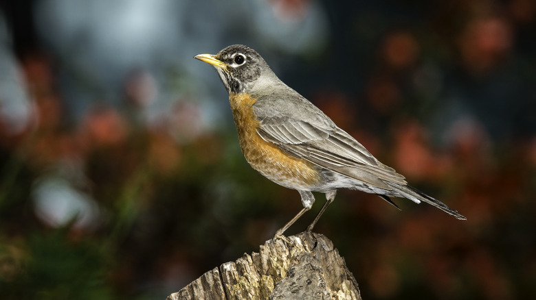 Robin on a log