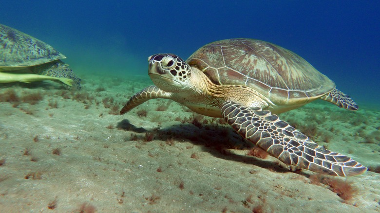 Sea turtle in water