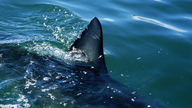 Shark fin in the water