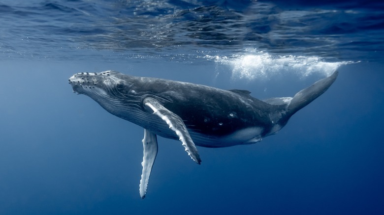 Humpback whale underwater